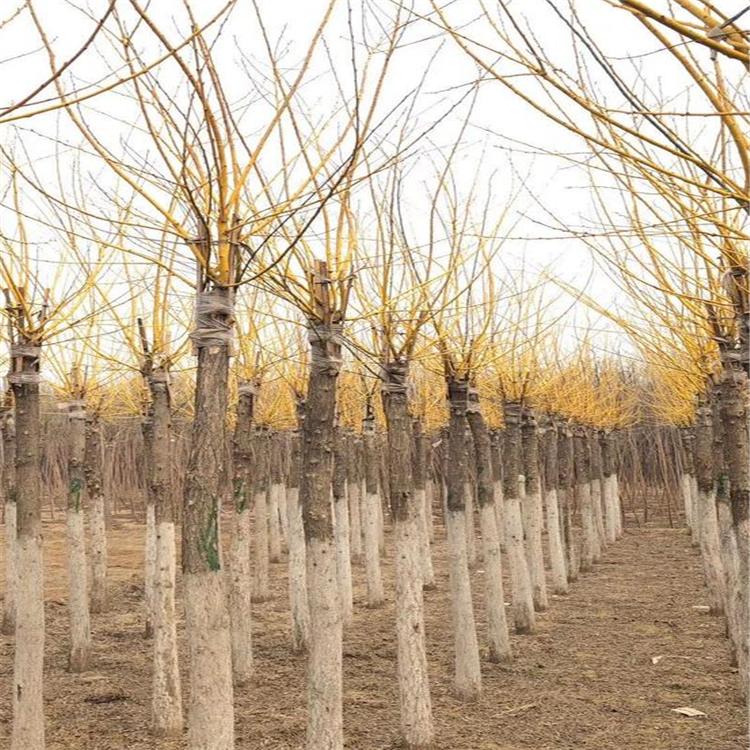 金枝槐价格表 抗干旱性强金枝槐 规格齐全