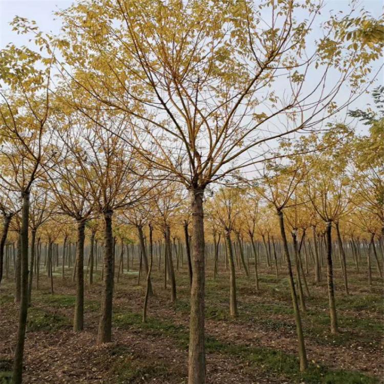 金枝槐出售| 道路绿化金枝槐 大量出售