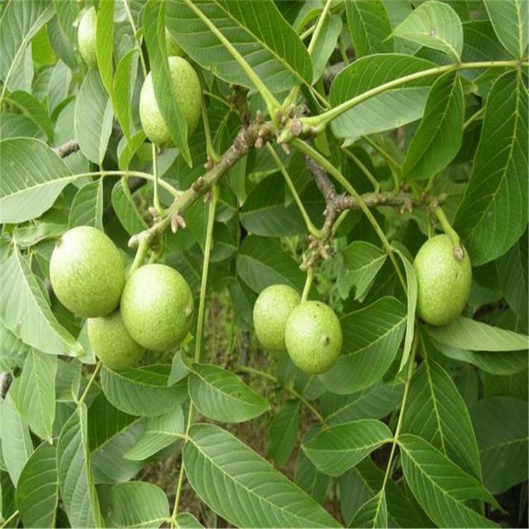 嫁接核桃苗 核桃树种植技术 规格齐全