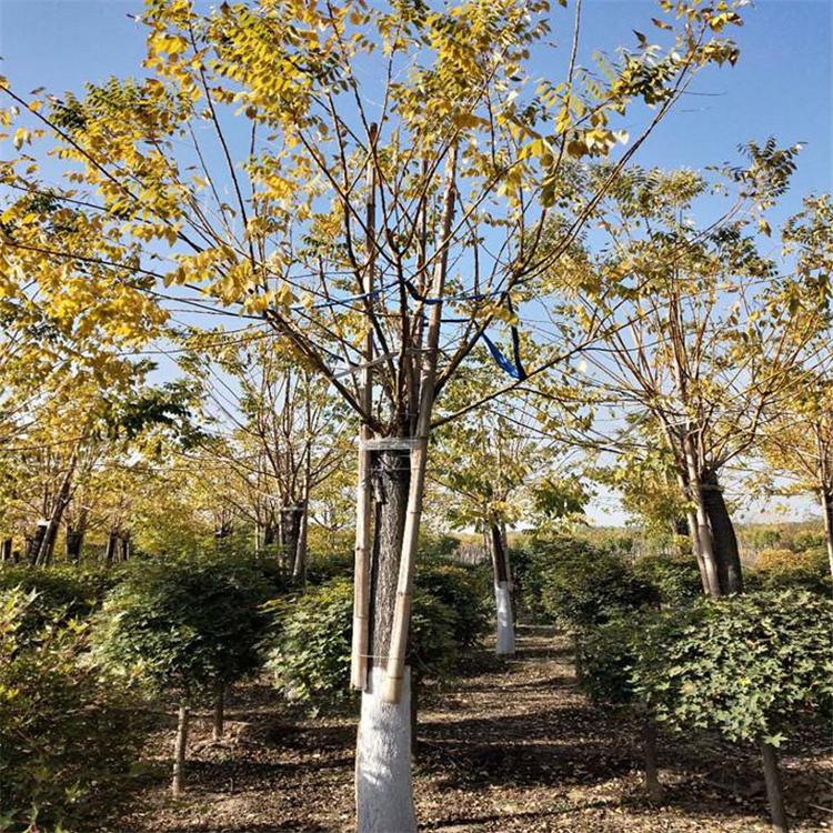 金枝槐价格表 抗干旱性强金枝槐 各种规格