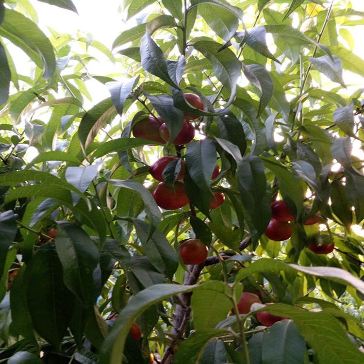 桃树苗批发 供应秋彤桃树苗 自产自销