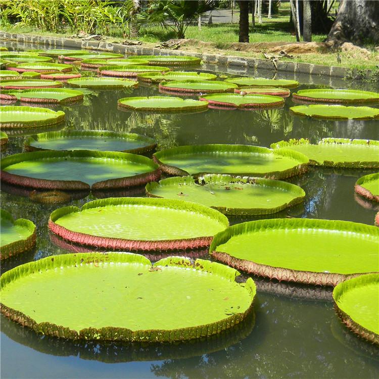 水生植物 优质王莲苗 水生花卉