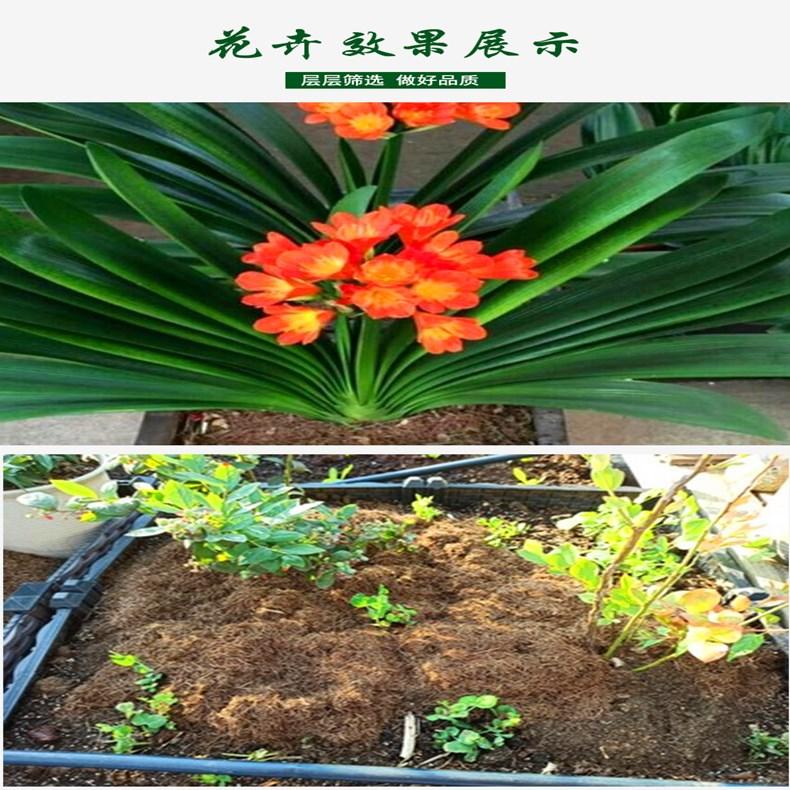 源头厂家供应园艺种植用松针土  货源充足 量大价惠