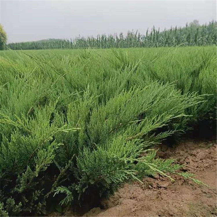 沙地柏 沙地柏价格 批发沙地柏苗 本地沙地柏小苗