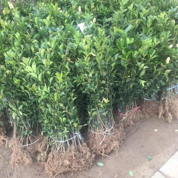 丛生卫矛批发 桃叶卫矛 造型桃叶卫矛 厂家现货