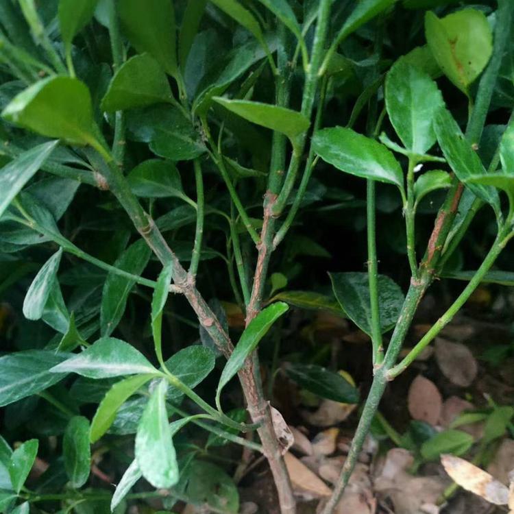 生产批发 龟甲冬青球地栽苗 冬青种植基地 晨源苗圃
