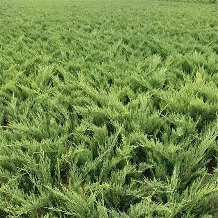 绿化用沙地柏 大量供应沙地柏 大型苗圃供应