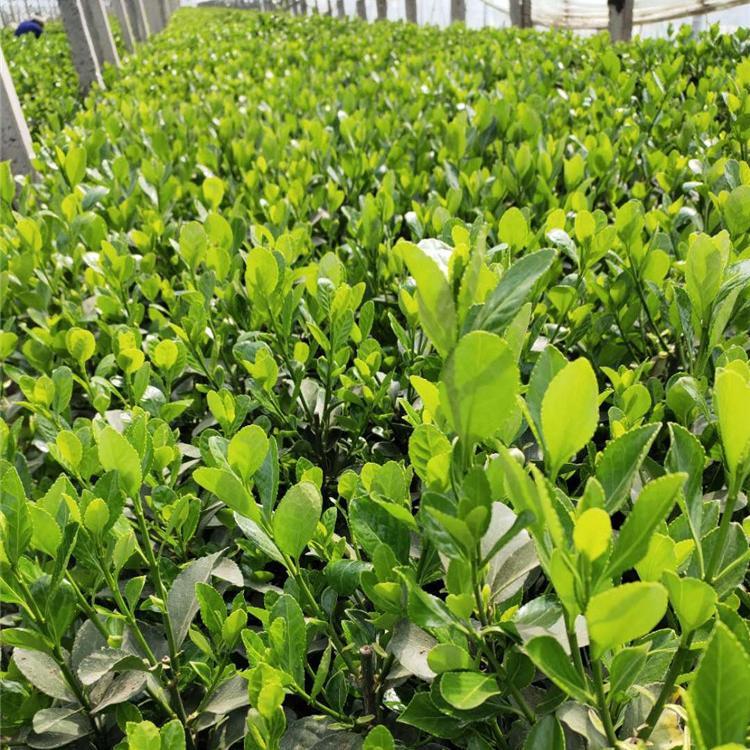 苗圃供应 法国冬青 冬青批发 自家苗圃 现挖现卖