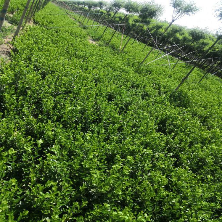 卫矛毛球批发 卫矛球卫矛工程苗四季常青 规格齐全 量大优惠