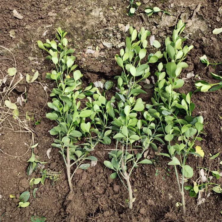 产地直供绿化苗法国冬青 苗木基地低价批发 基地现货