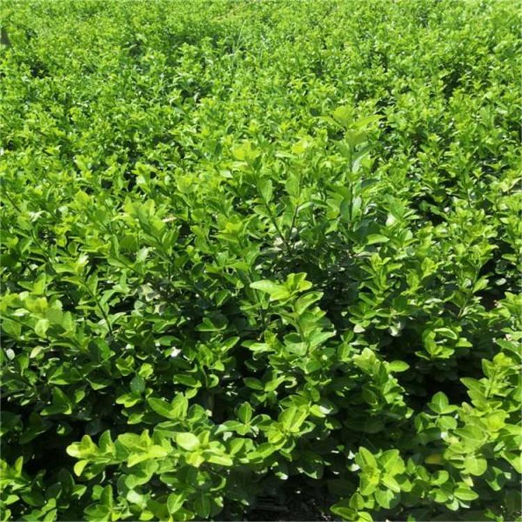 卫矛培育基地 卫矛价格 卫矛批发 绿化苗木 花卉批发