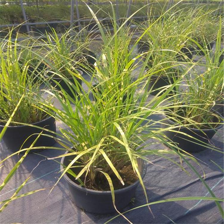 斑叶芒货源充足