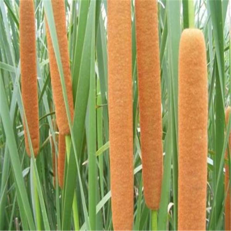 水菖蒲批发价格