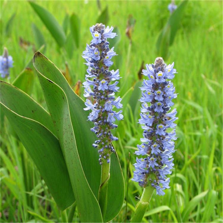 梭鱼草长期供应