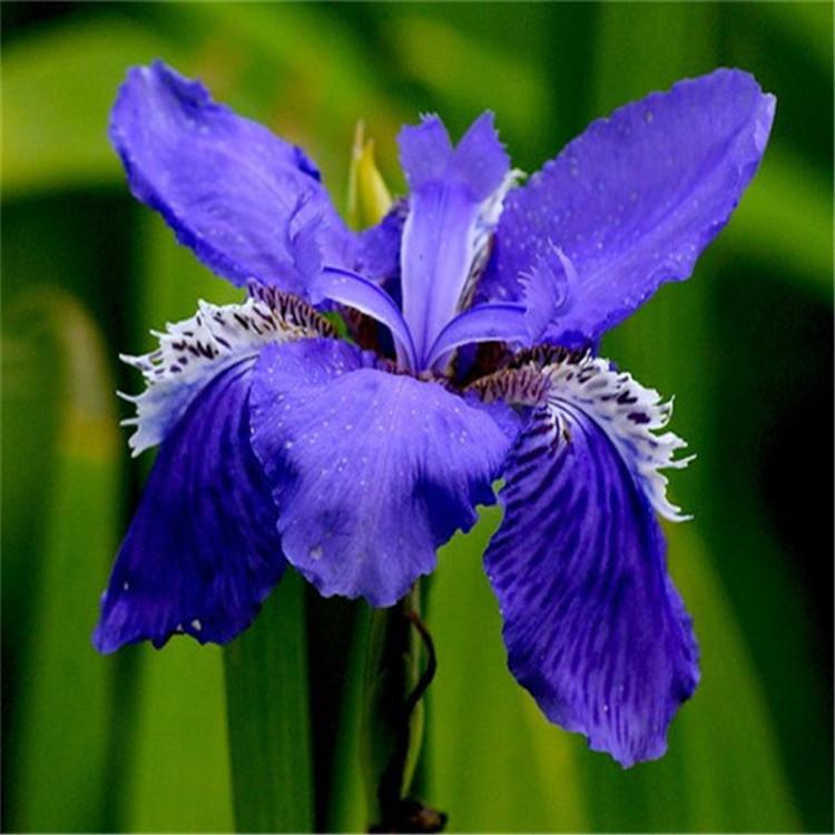 鸢尾厂家批发