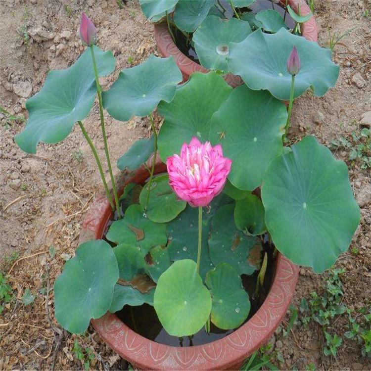 河北荷花种苗  盆栽荷花  长期供应