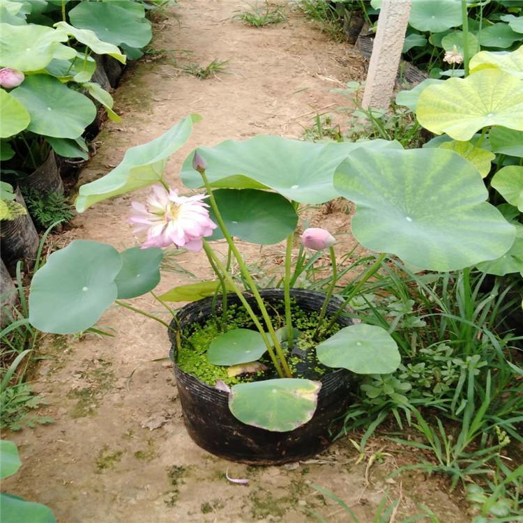批发盆栽荷花  各类水生植物  量大优惠