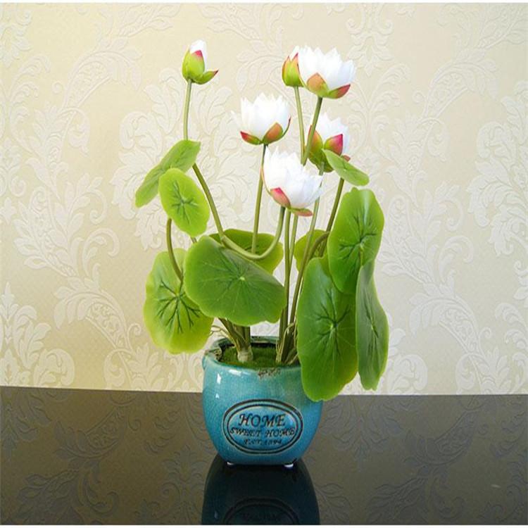 微型盆栽荷花价格  可大量订购