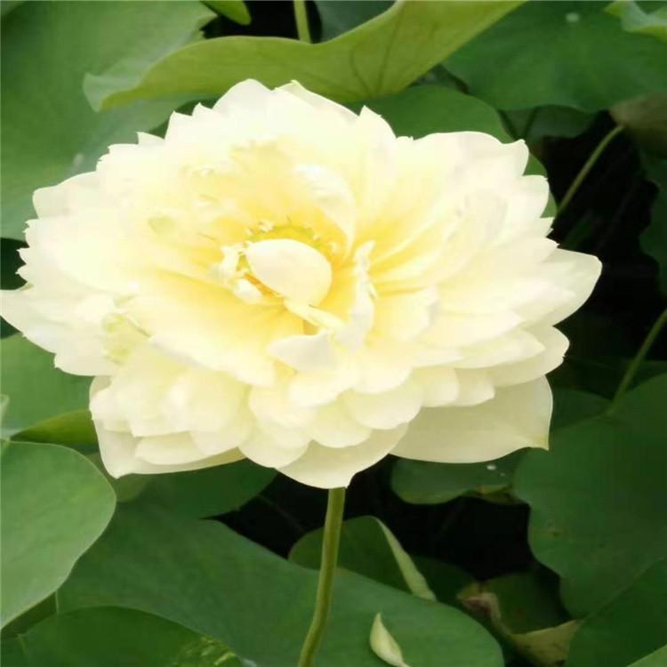 盆栽荷花厂家热销  规格齐全