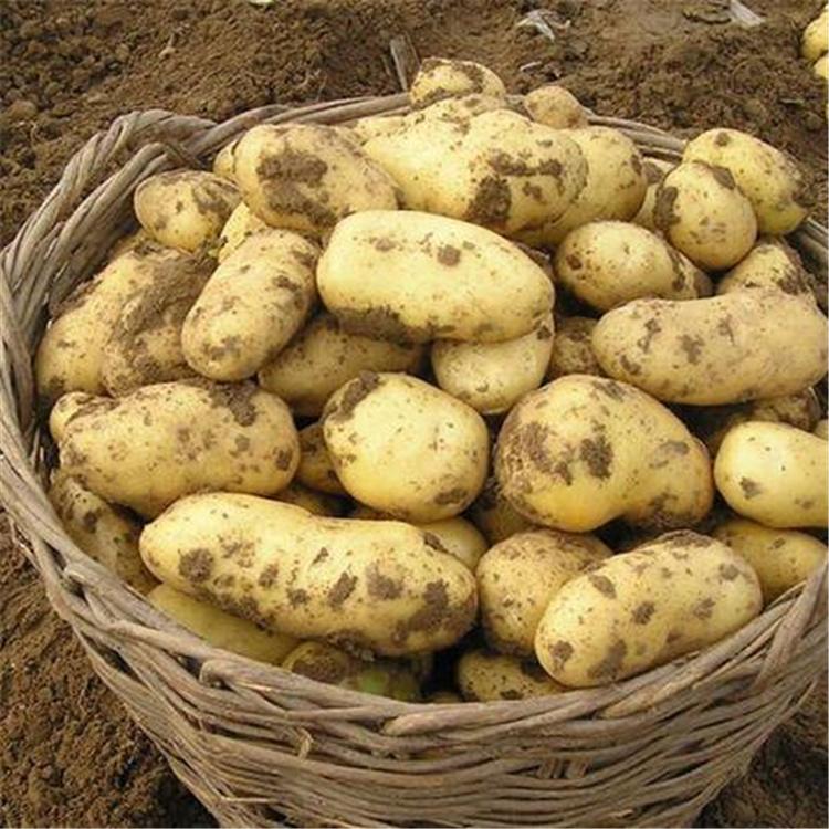  大农供应 马铃薯种子 绿色健康保鲜 马铃薯土豆 量大从优