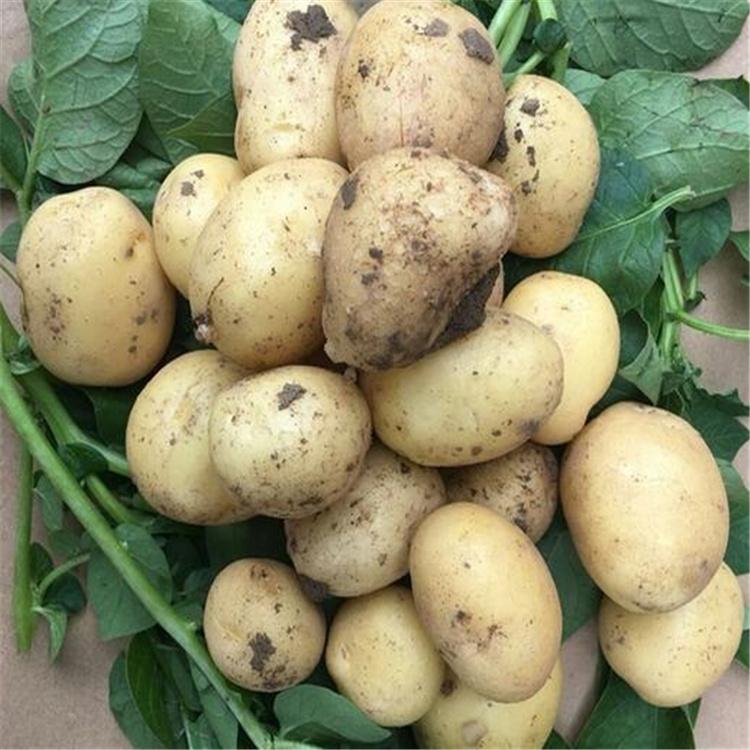 厂家直销 土豆种子供应 土豆种子批发 长期供应土豆种子 价格优惠