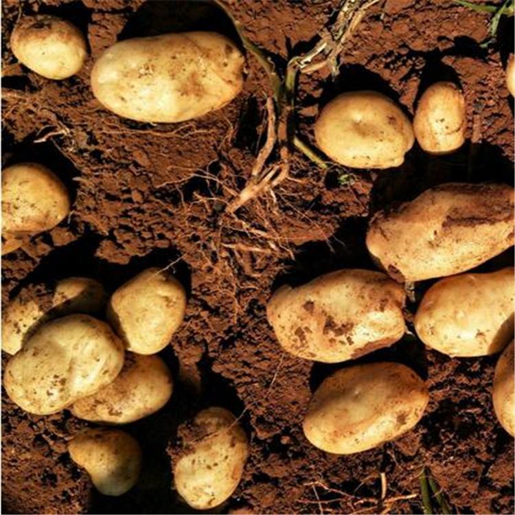 农家绿色有机 土豆 马铃薯 种子批发价格 精选厂家 种植基地
