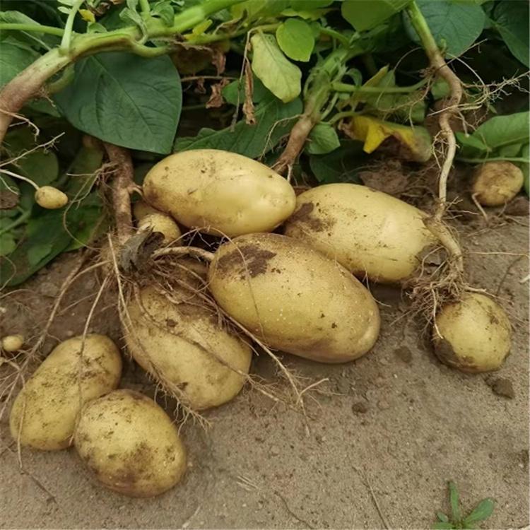 有机土豆批发 大量供应新鲜马铃薯 高原特色 无污染 基地直供