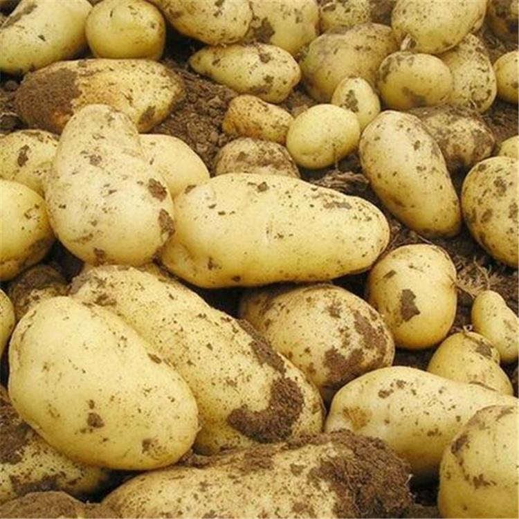 厂家直销 土豆批发供应 马铃薯批发 长期供应土豆 价格优惠
