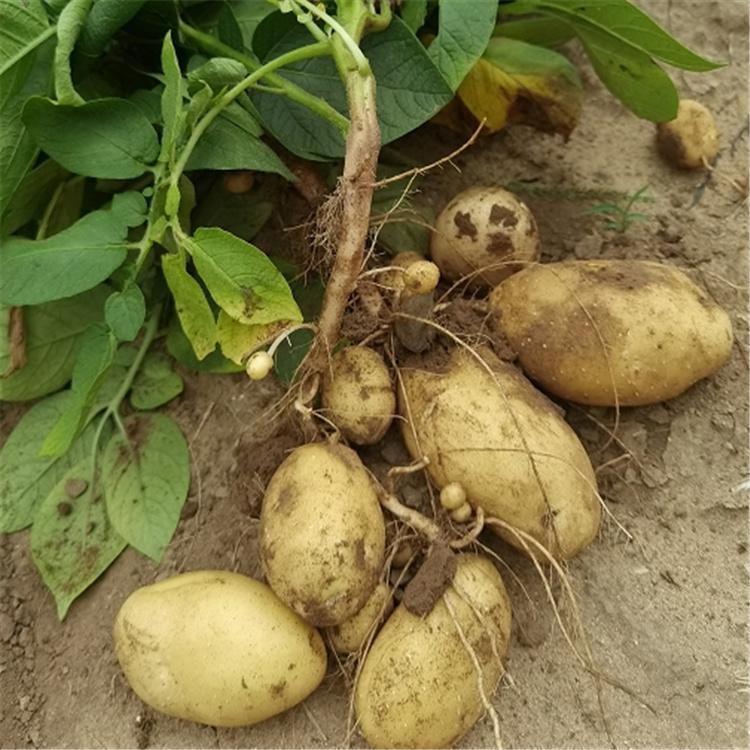 大农种业 新鲜土豆 马铃薯种植基地 价格优惠 大量现货供应