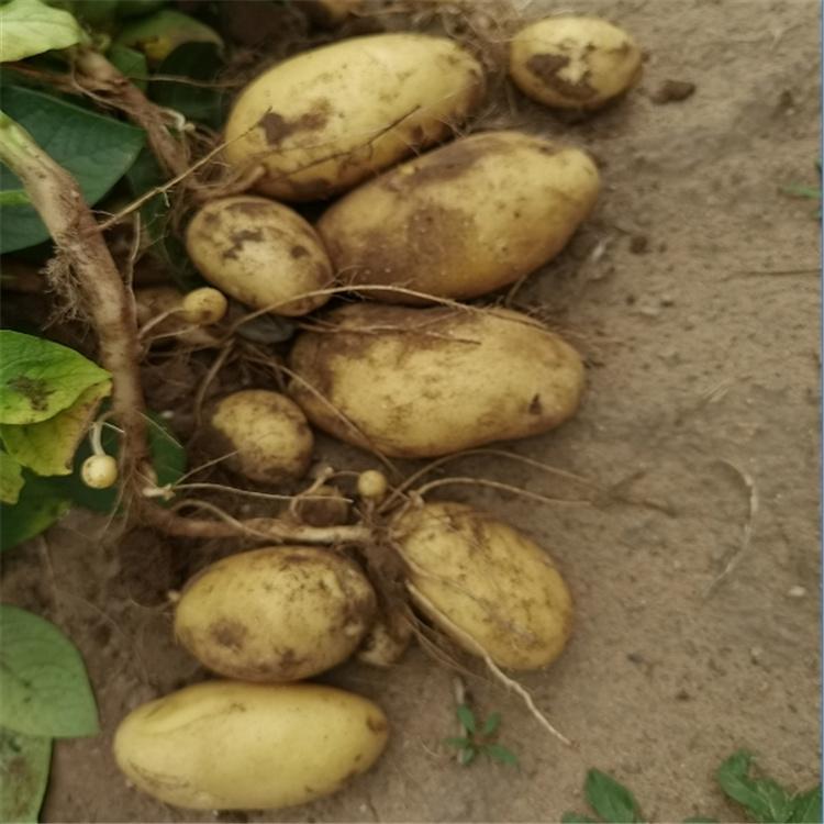 农家绿色有机 土豆 马铃薯 批发价格 精选厂家 种植基地 欢迎致电