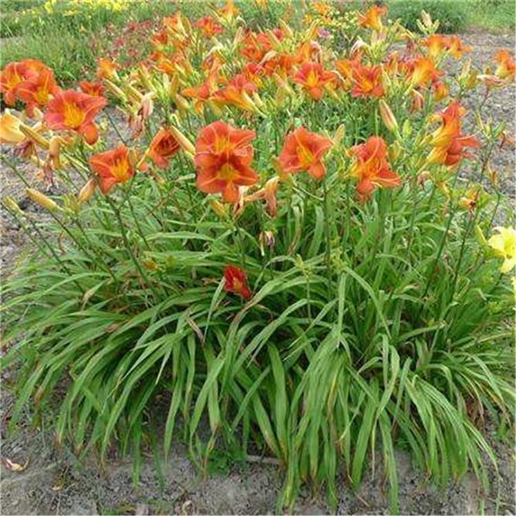 厂家批量直销萱草苗