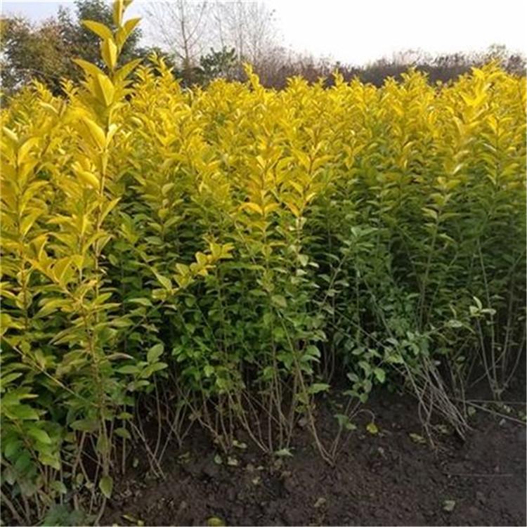 金叶女贞批发 山东金叶女贞价格