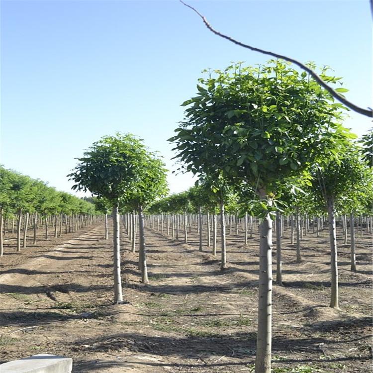 基地出售 15公分白蜡 行道树白蜡 对接白蜡