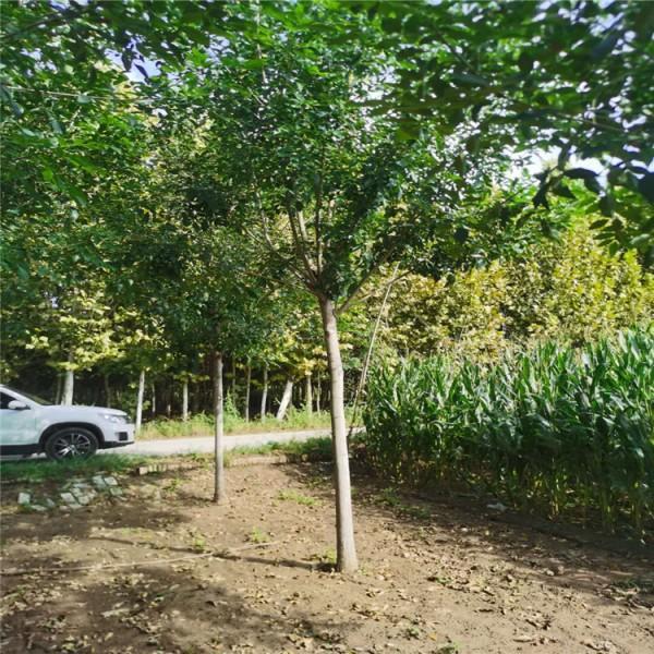 山东供应小区白蜡 公园白蜡 道路白蜡