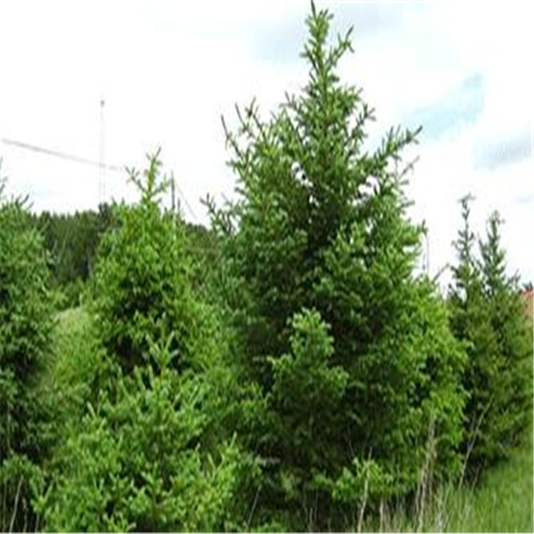造型油松 庭院观赏造型植物 景点观赏造型油松树厂