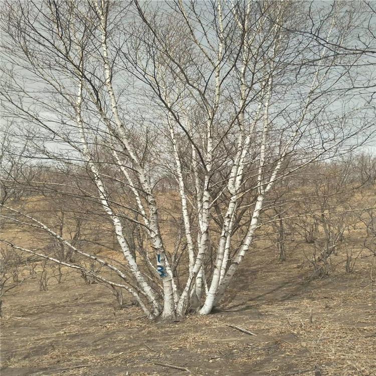 云杉树苗批发 圣诞节 挪威云杉圣诞树苗 工程绿化苗