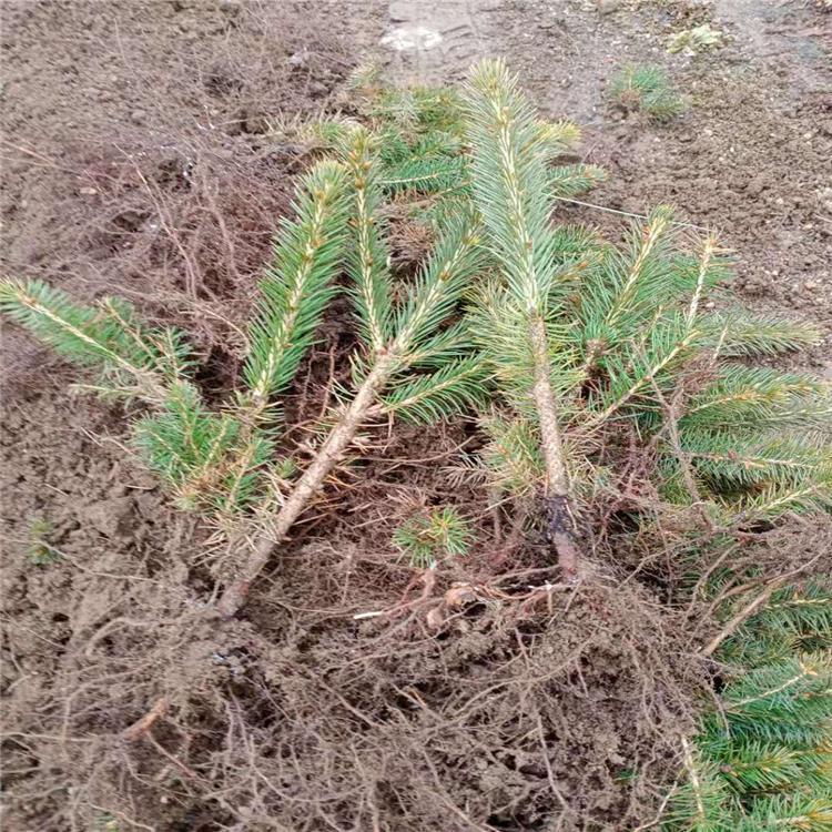 枫松 云杉 多规格云杉苗木出售