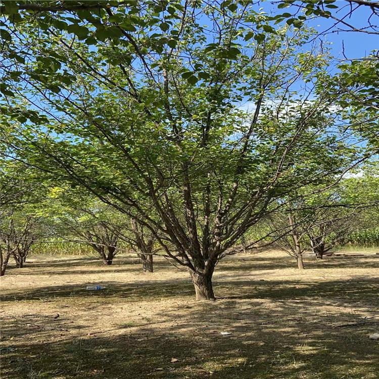 10公分八棱海棠 八棱海棠苗 14公分八棱海棠 供应基地