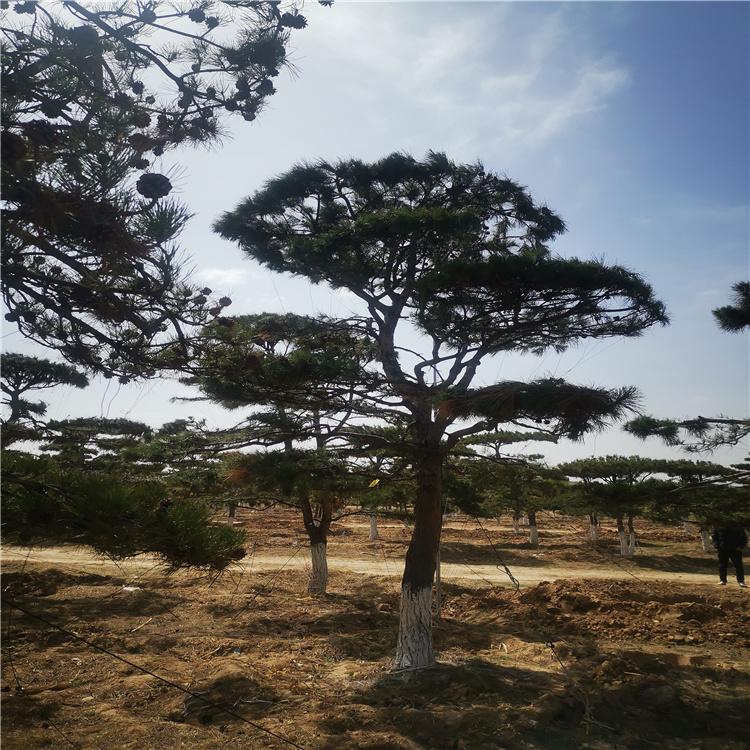 基地供应造型松 各种规格造型松树苗黑松 苗圃批发