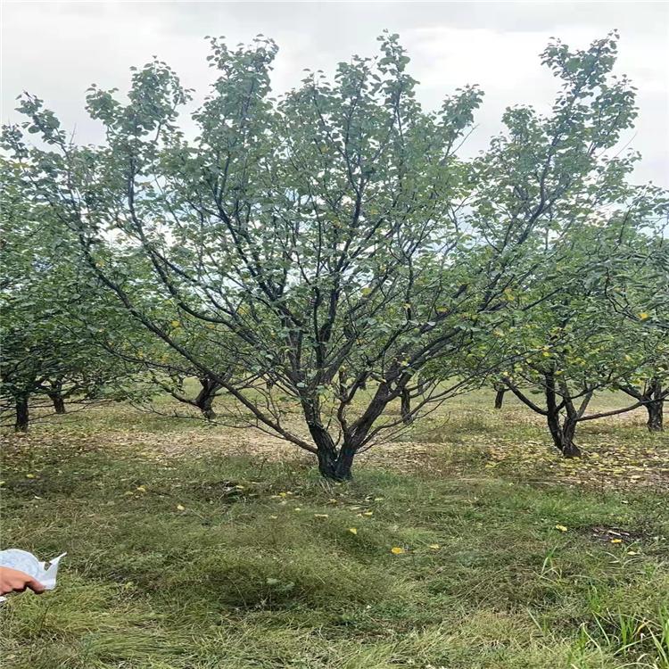 出果杏树 品种多样 现挖现卖杏树成苗可建果园