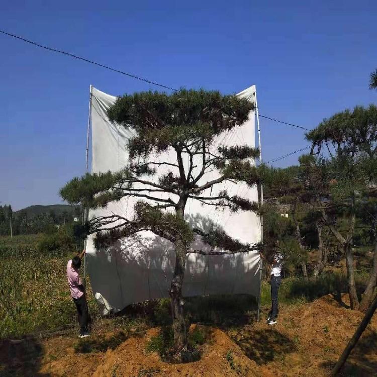 生态基地出售黑松 工程绿化景观造型松 可盆栽 别墅小区造景