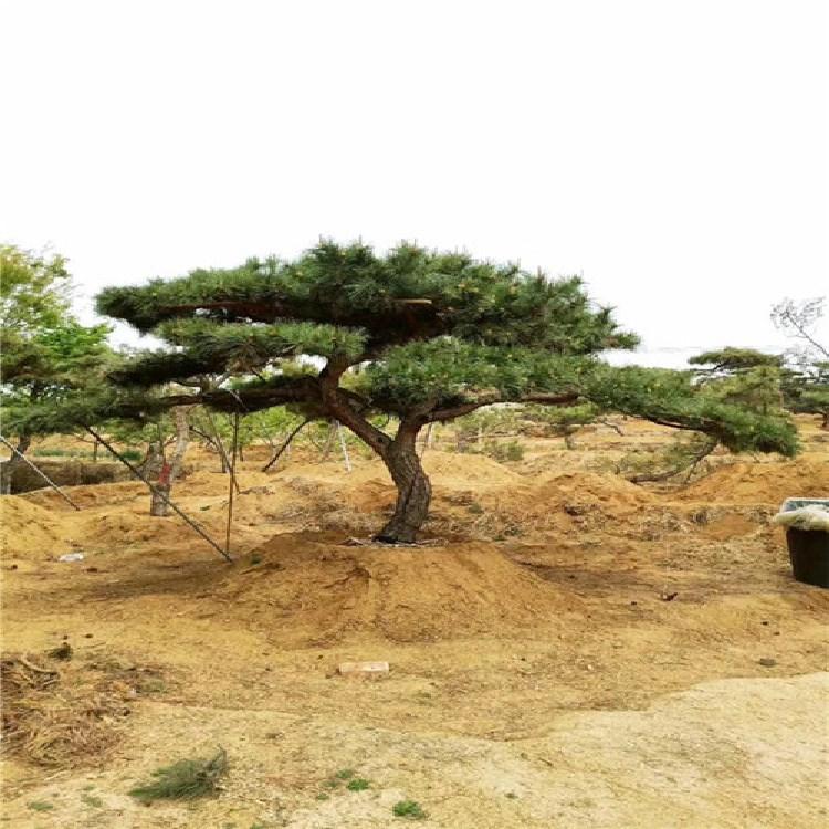 油松树 造型松 景观造型油松 湿地松树 美国松树