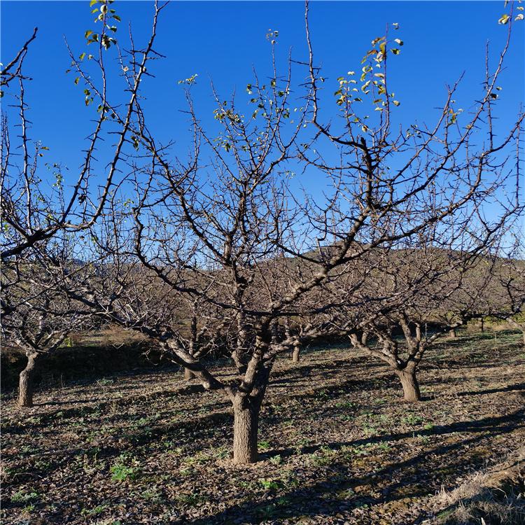 八棱海棠树 供应海棠树苗 枝条细长 树型优美 欢迎询价