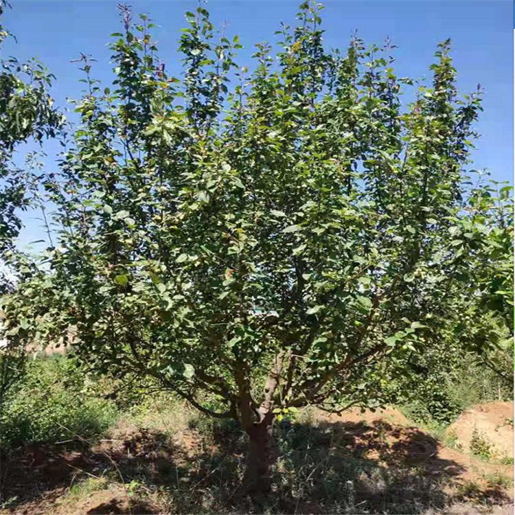 八棱海棠树 庭院观花贴梗海棠树苗绚丽海棠 八棱海棠价格北美系列海棠