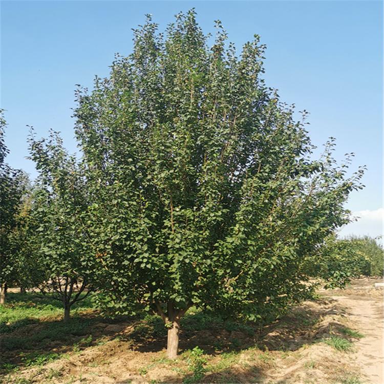 八棱海棠树批发 海棠树树苗 公园观赏海棠树 海棠风景树 八棱海棠树 常年供应