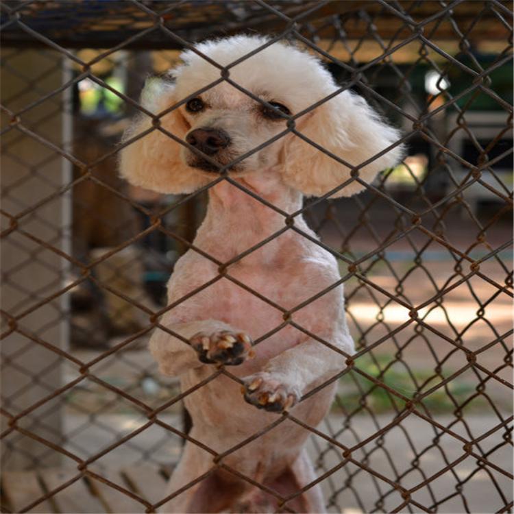 不锈钢狗舍 大型犬狗笼子 四季通用 加粗方管宠物笼 狗舍