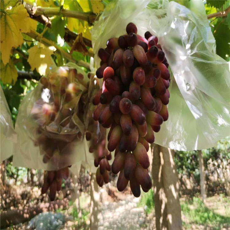 美人指葡萄苗德园 自有种植基地，纯度高，成活率高
