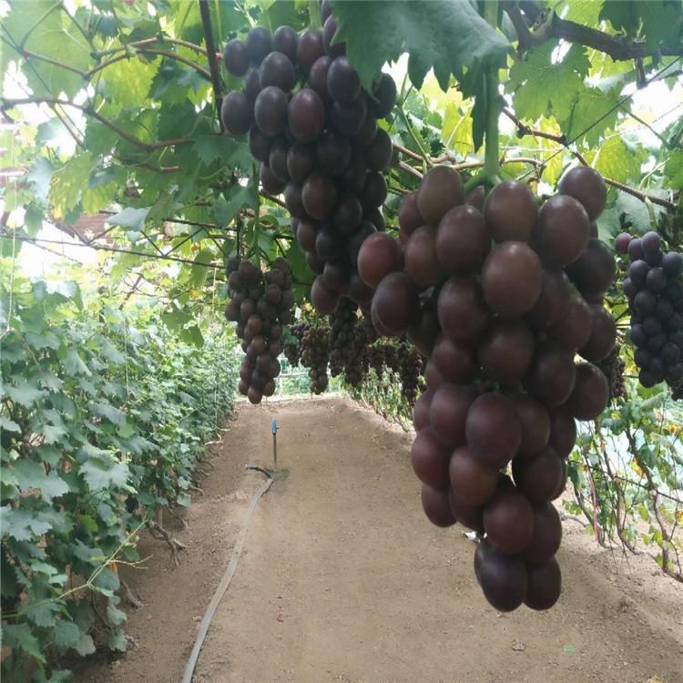 藤稔葡萄苗  嫁接苗  德园苗木基地，发货快，纯度高