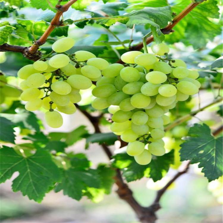 马奶葡萄苗 嫁接苗 量大从优 提供免费种植技术