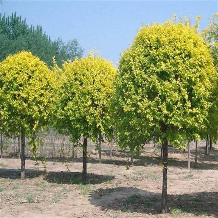 金叶榆 哈尔滨金叶榆树苗 批发金叶榆 